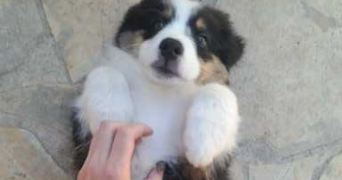 charline pet sitter à MONTROUGE 92120_2