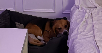 léa dog sitter à MALAUNAY 76770_5