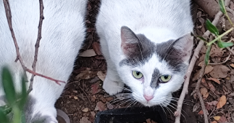 cyril pet sitter à CANNES 06400_0