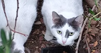 cyril pet sitter à CANNES 06400