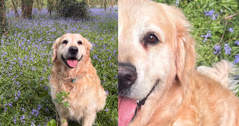 roxane dog sitter à VAIRES SUR MARNE 77360_3
