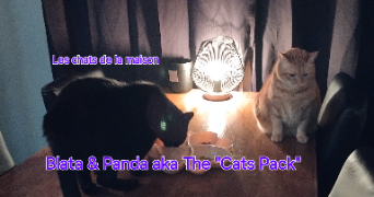 rachel pet sitter à FONTENAY SOUS BOIS 94120_7
