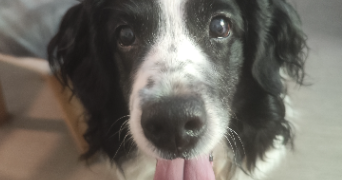 prescillia pet sitter à PAREMPUYRE 33290_0