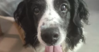 prescillia pet sitter à PAREMPUYRE 33290