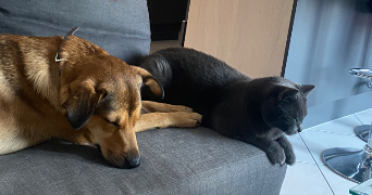 camille pet sitter à Thonon les bains  74200_1