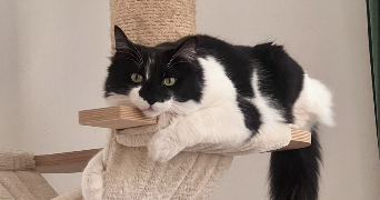 victoria pet sitter à HYERES 83400_1