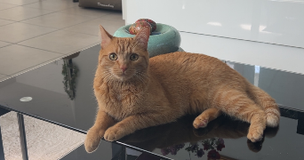 mathilde pet sitter à ANTONY 92160_3