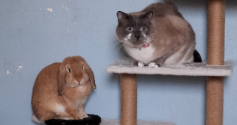 marylou pet sitter à NANCY 54000_6