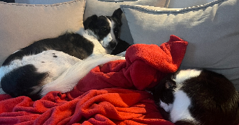 catleen pet sitter à SEREILHAC 87620_3