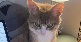 léa pet sitter à LYON 08 69008_1