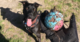 ophélie pet sitter à PONT L EVEQUE 14130_7