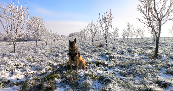 sylvain  pet sitter à DADONVILLE 45300_1