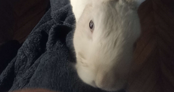 valentin pet sitter à PARIS 01 75001_5