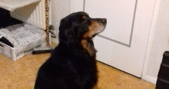 Sarah pet sitter à RONCHIN 59790_3