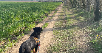 mégane pet sitter à DOURDAN 91410_2