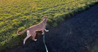 salah pet sitter à LILLE 59260_2