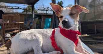 angelica pet sitter à ESVRES 37320_7