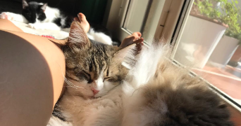 laura pet sitter à BORDEAUX 33100_1