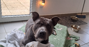 amandine pet sitter à JONQUIERES 84150_9