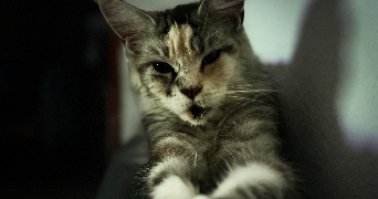 anais pet sitter à SEDAN 08200_3