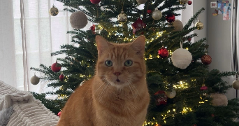 elodie pet sitter à DOMPIERRE SUR MER 17139_1