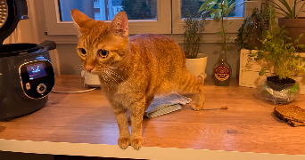 juliana pet sitter à PARIS 20 75020_3