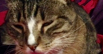 stéphanie pet sitter à BEGLES 33130_0