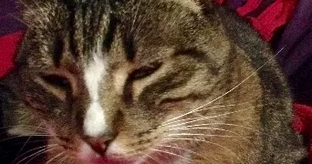 stéphanie pet sitter à BEGLES 33130