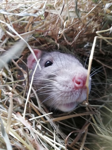 claudie pet sitter à ROZ LANDRIEUX 35120_2