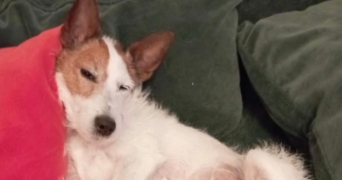 hippolyte pet sitter à ST MAUR DES FOSSES 94100_2