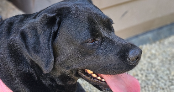 marlene pet sitter à AUNEAU BLEURY ST SYMPHORIEN 28700_85