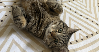 maelle pet sitter à CETON 61260_1
