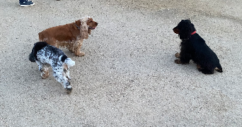 margot pet sitter à GUILVINEC 29730_3