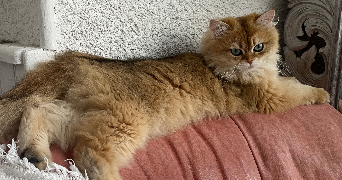 lucie pet sitter à BORDEAUX 33000_5