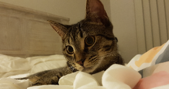 héléna cat sitter à ST MAUR DES FOSSES 94100_7