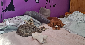 elena pet sitter à LILLE 59000_1