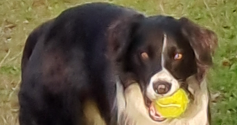 jean pierre pet sitter à PIBRAC 31820_18