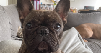 bastien pet sitter à STRASBOURG 67000_1