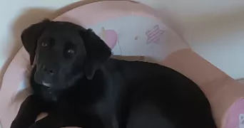 jimmy pet sitter à ST DOLAY 56130