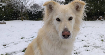 héli pet sitter à CRETEIL 94000_2