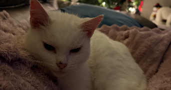 eva pet sitter à BOUCHAIN 59111_2