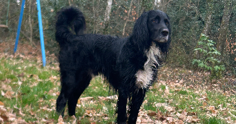 lora pet sitter à LE MANS 72100_3