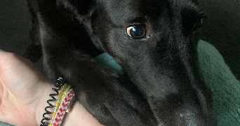 anais pet sitter à LYON 01 69001_4