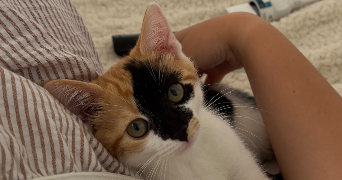 camille pet sitter à LILLE 59160_2