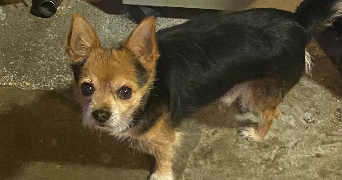kaourantina pet sitter à PORNICHET 44380_0