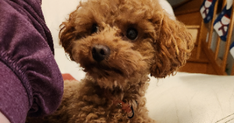 sabrina pet sitter à TOURCH 29140_6