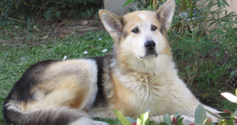 nathalie pet sitter à CHEVREUSE 78460_2