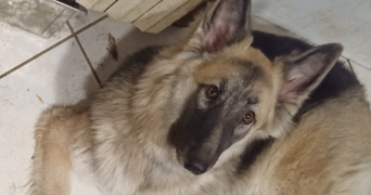 serena pet sitter à VERDUN 55100_3