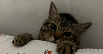 anissa pet sitter à SETE 34200_2