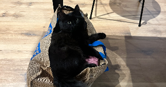 camille pet sitter à CHAVANOZ 38230_6